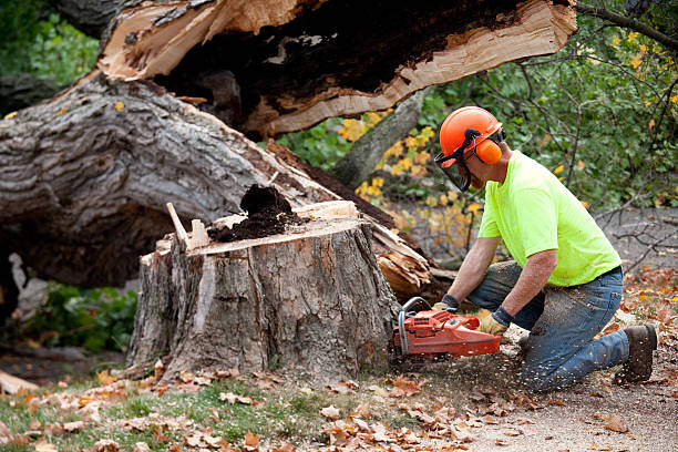 How Our Tree Care Process Works  in  Port Richey, FL